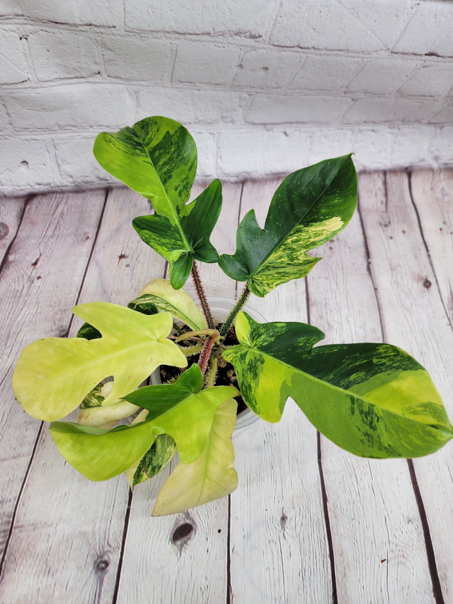 Variegated Philodendron Squamiferum #1