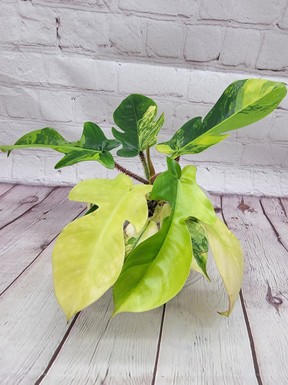 Variegated Philodendron Squamiferum #1