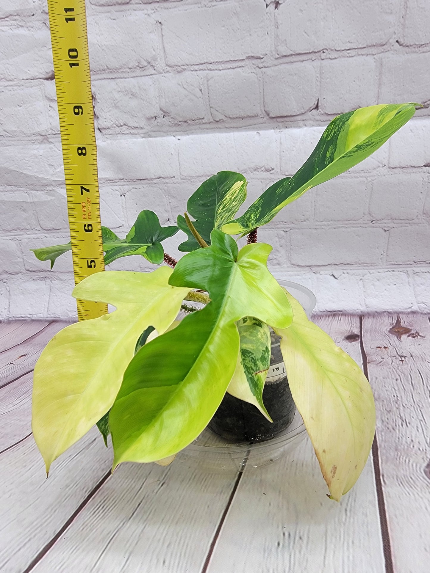 Variegated Philodendron Squamiferum #1