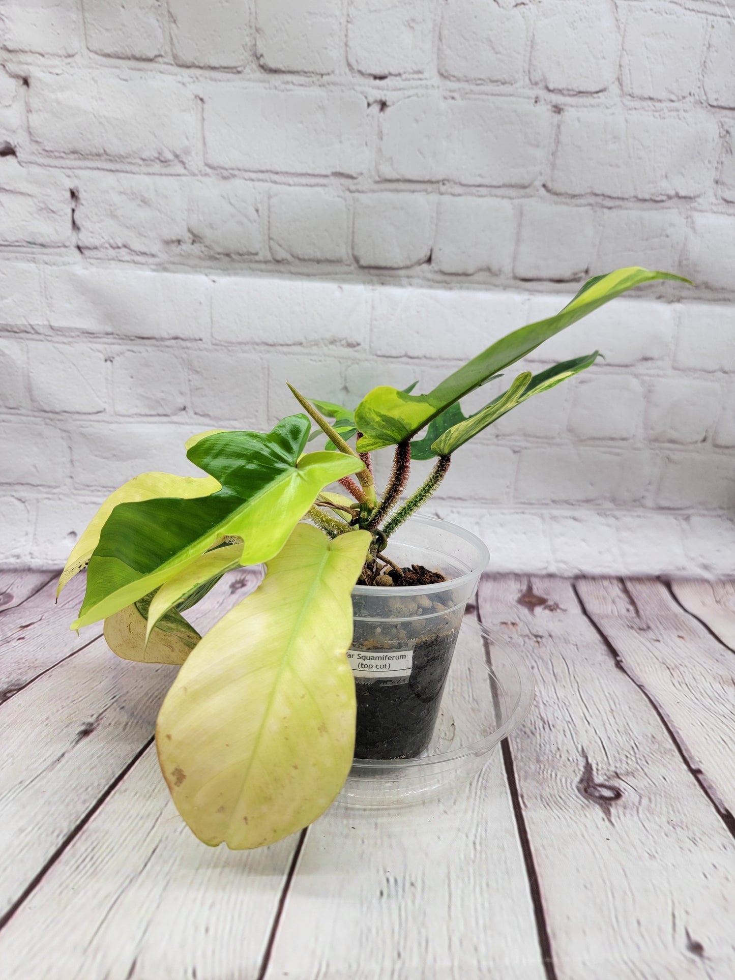 Variegated Philodendron Squamiferum #1