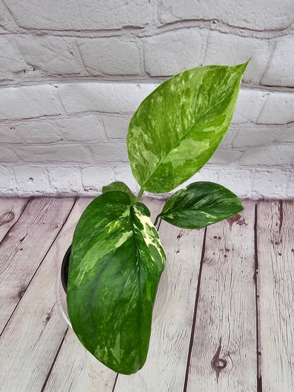 Variegated Monstera Lechleriana