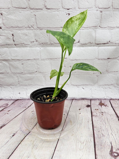 Variegated Monstera Lechleriana