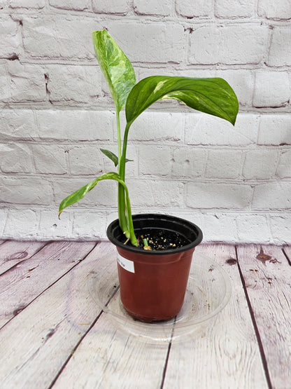 Variegated Monstera Lechleriana