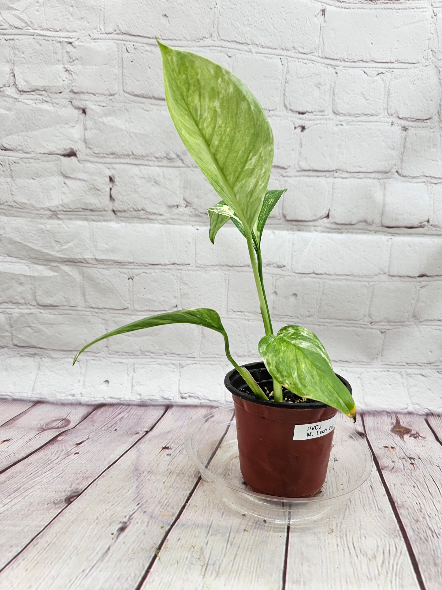 Variegated Monstera Lechleriana