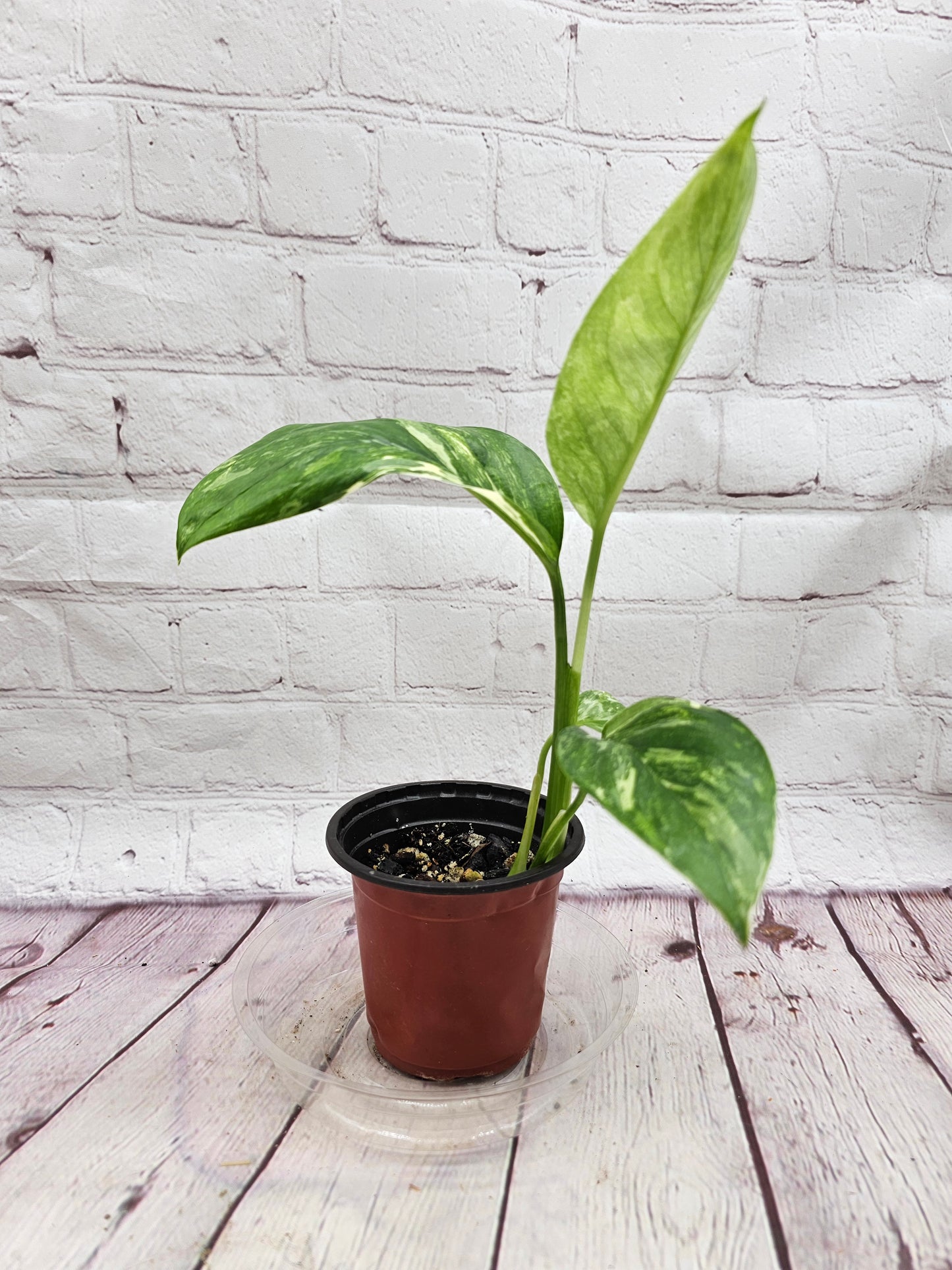 Variegated Monstera Lechleriana