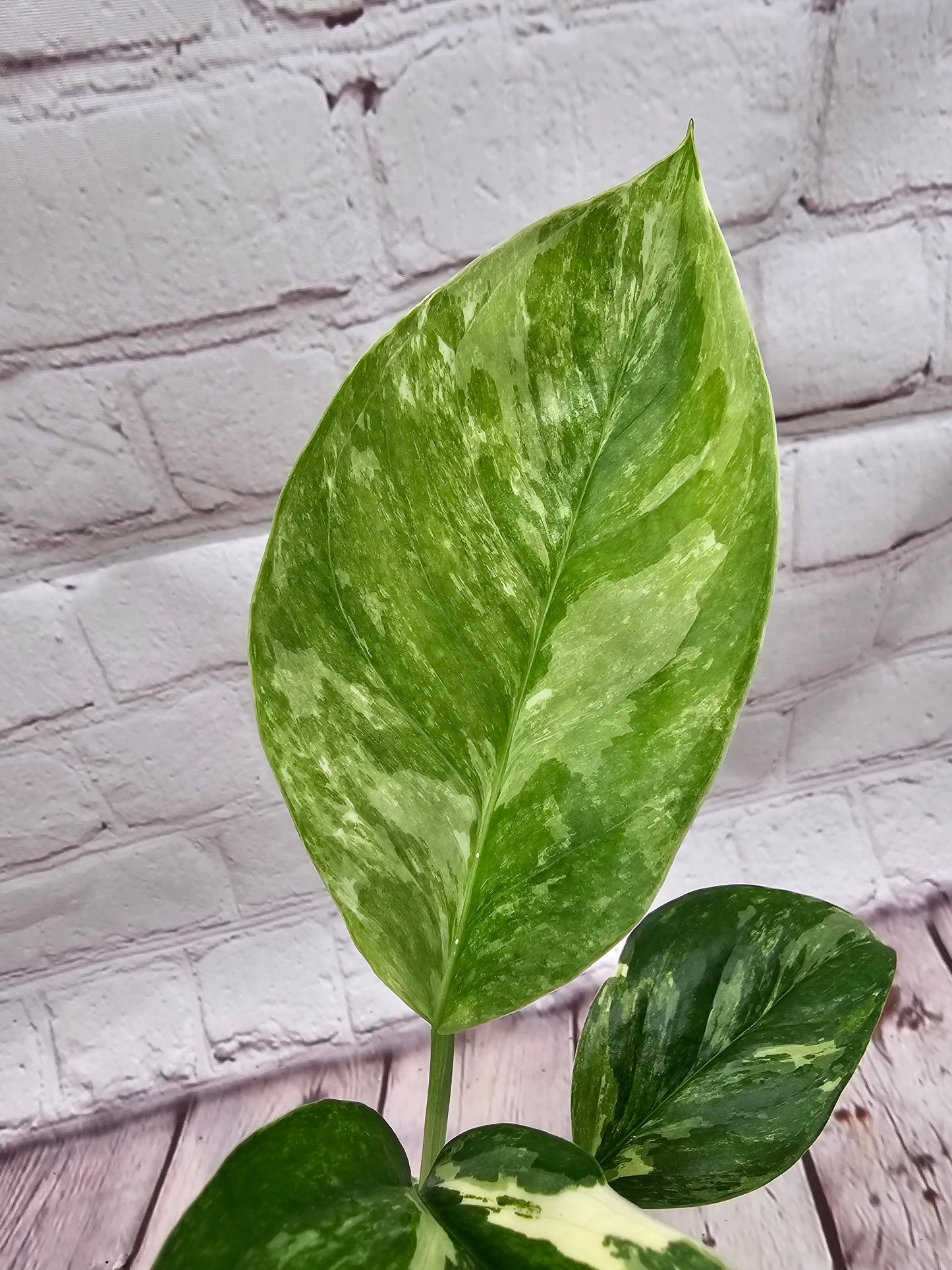 Variegated Monstera Lechleriana