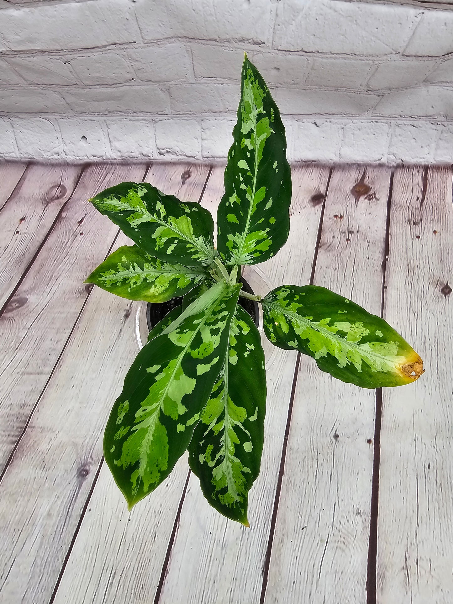 Aglaonema Pictum Tricolor