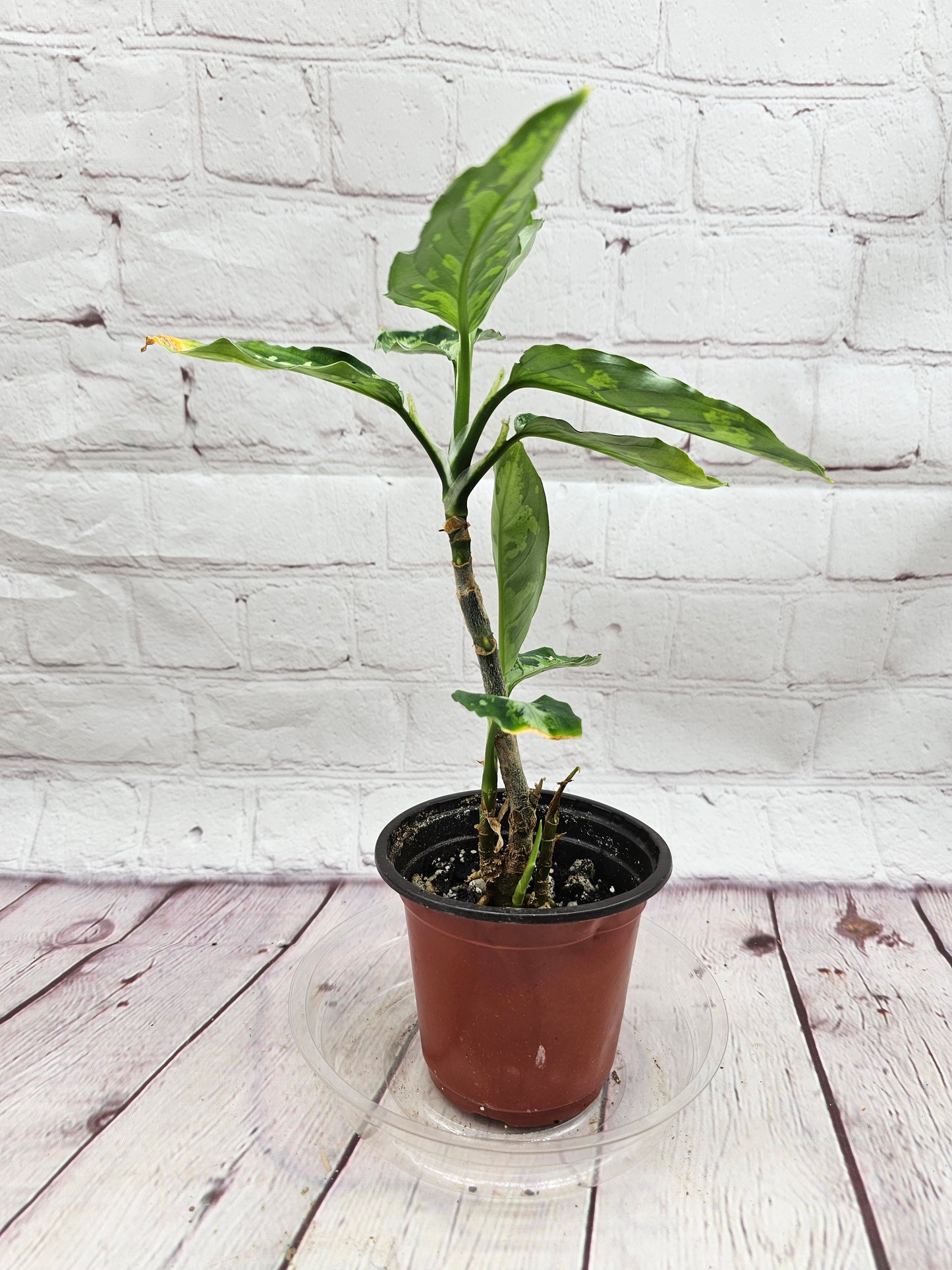 Aglaonema Pictum Tricolor