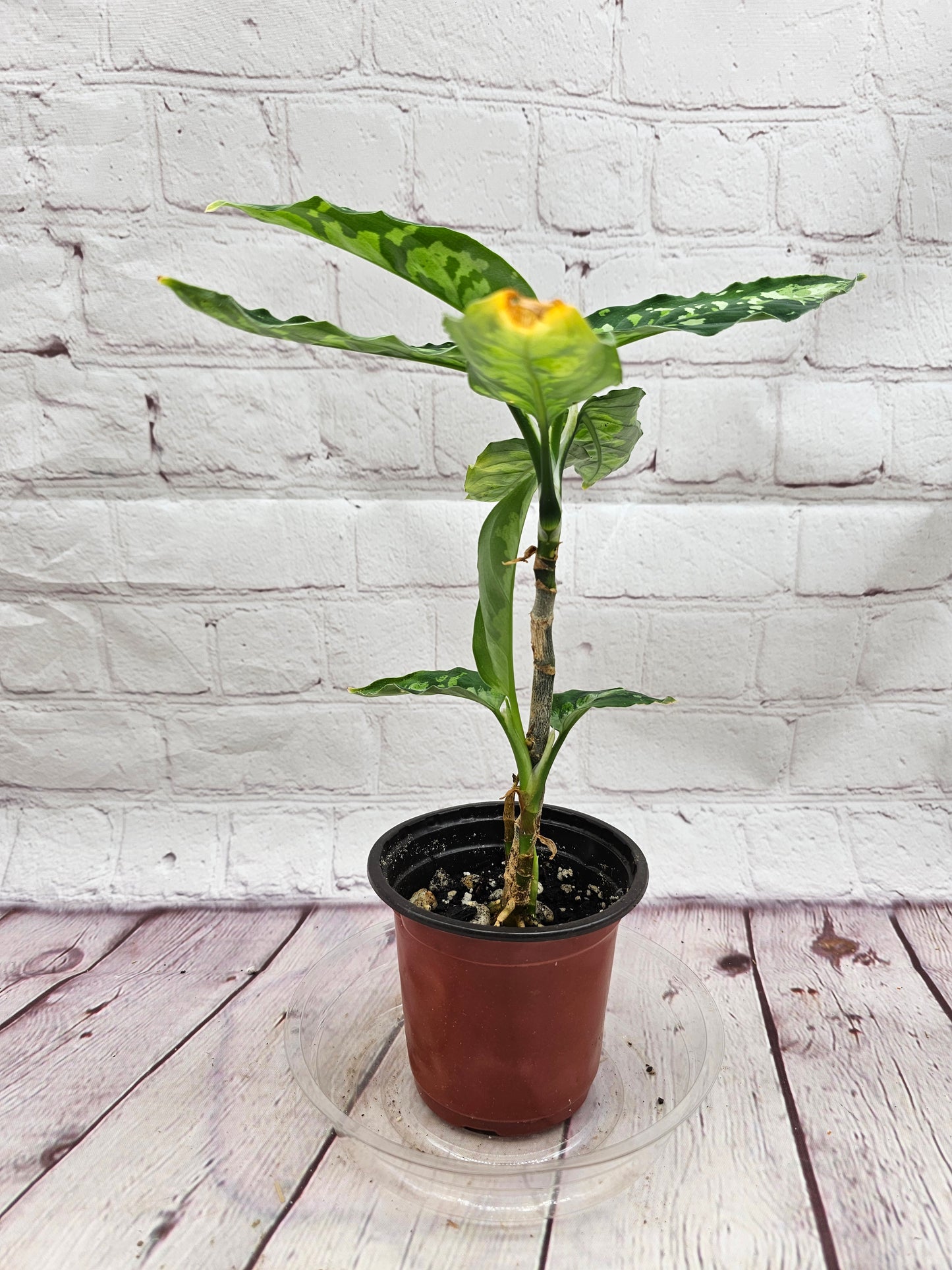 Aglaonema Pictum Tricolor