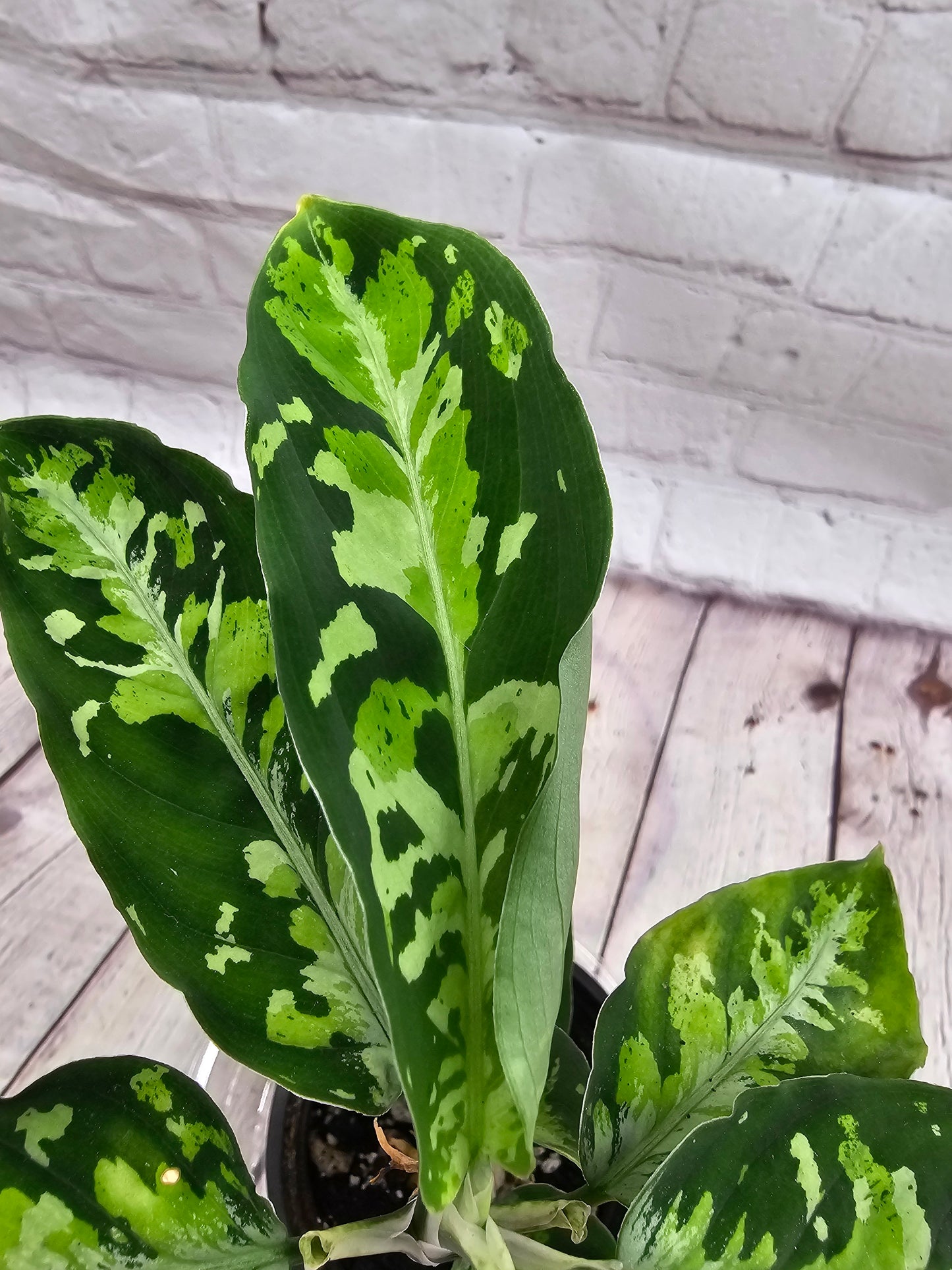 Aglaonema Pictum Tricolor