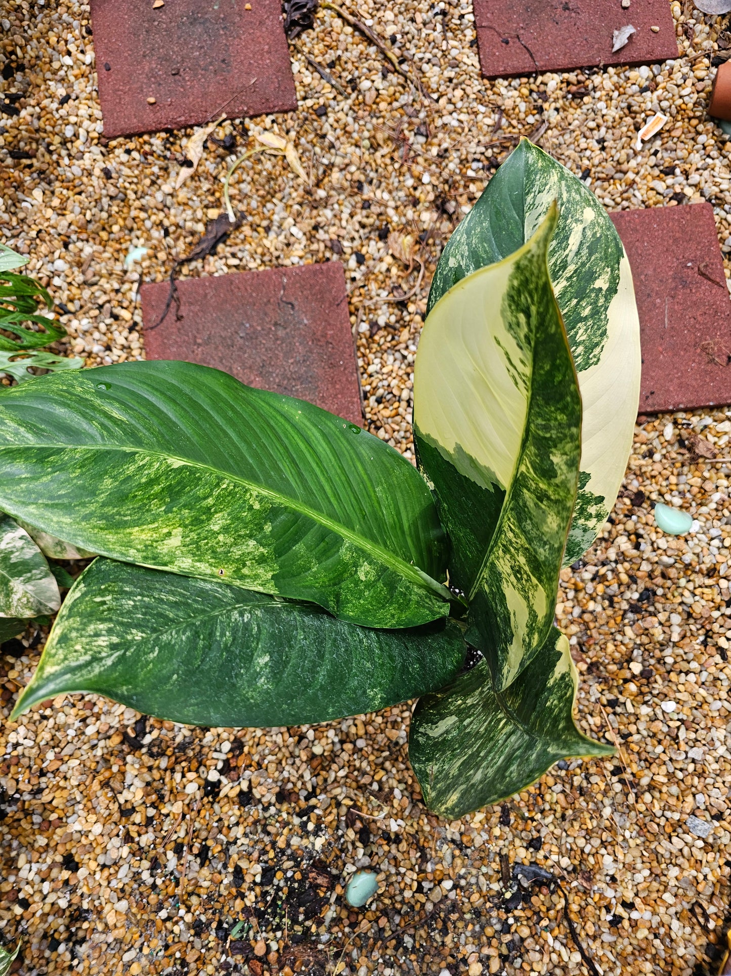 Variegated Dieffenbachia 'Big Ben'