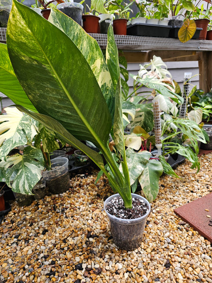 Variegated Dieffenbachia 'Big Ben'