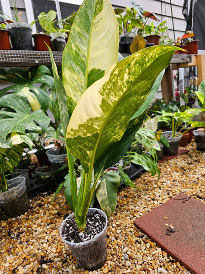 Variegated Dieffenbachia 'Big Ben'