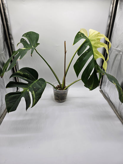 Variegated Monstera Mint NOID