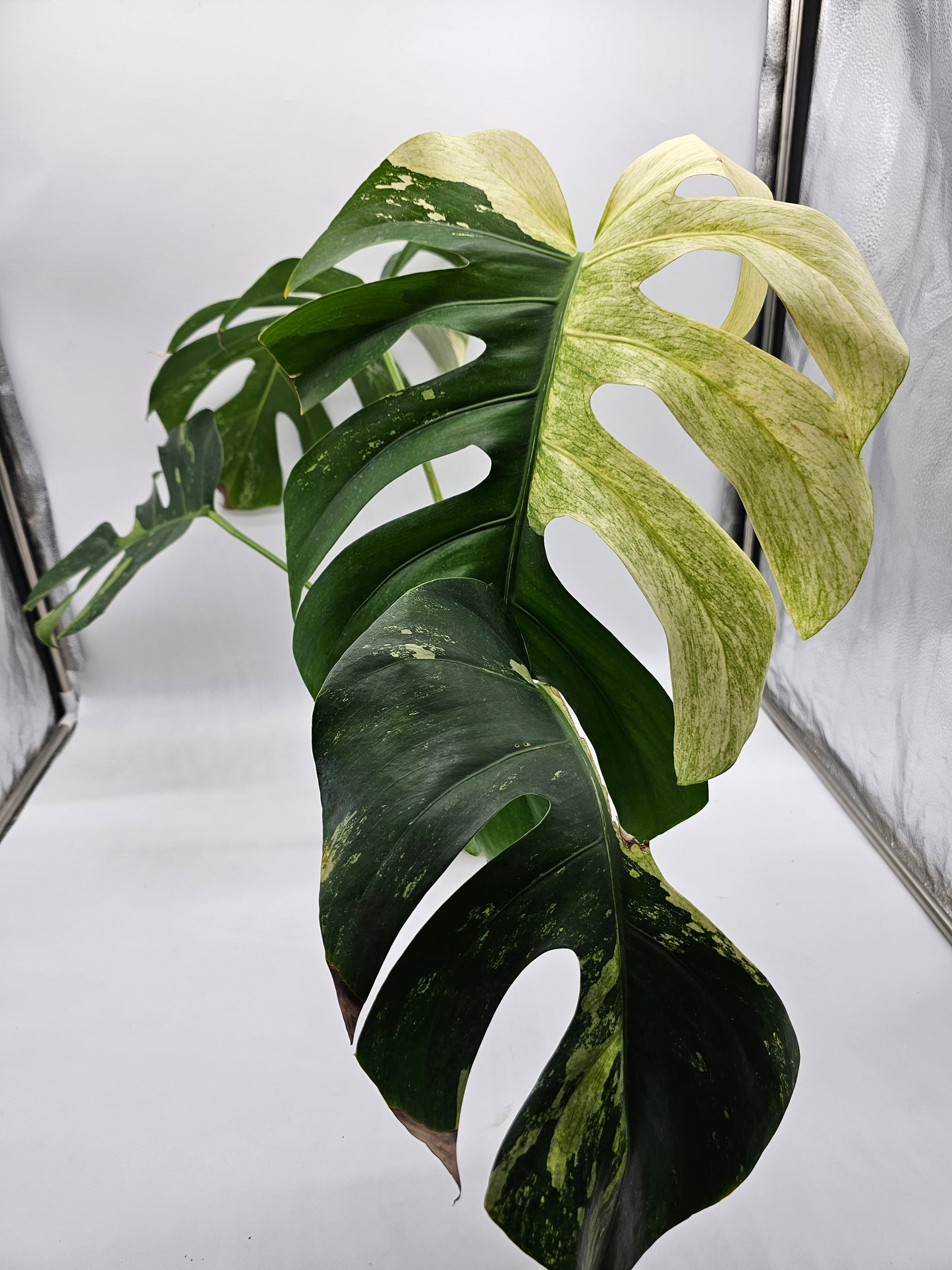 Variegated Monstera Mint NOID