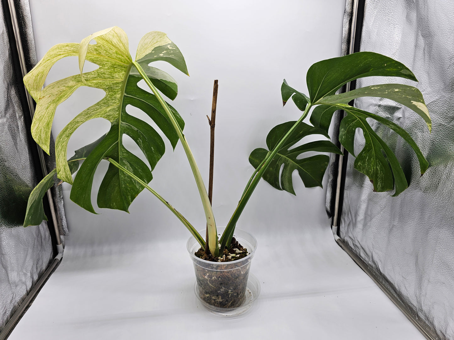 Variegated Monstera Mint NOID