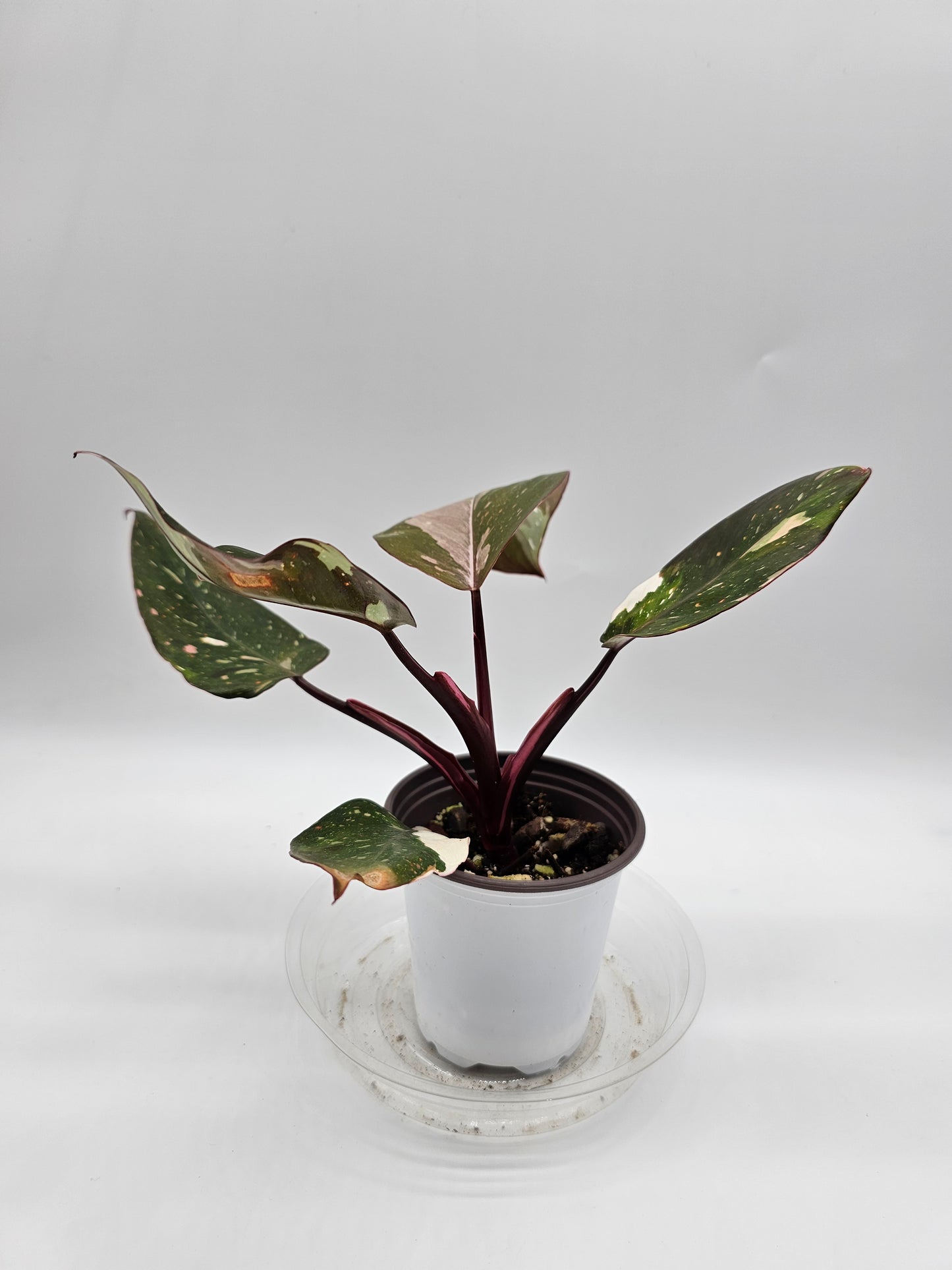 Philodendron Red Anderson