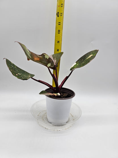 Philodendron Red Anderson