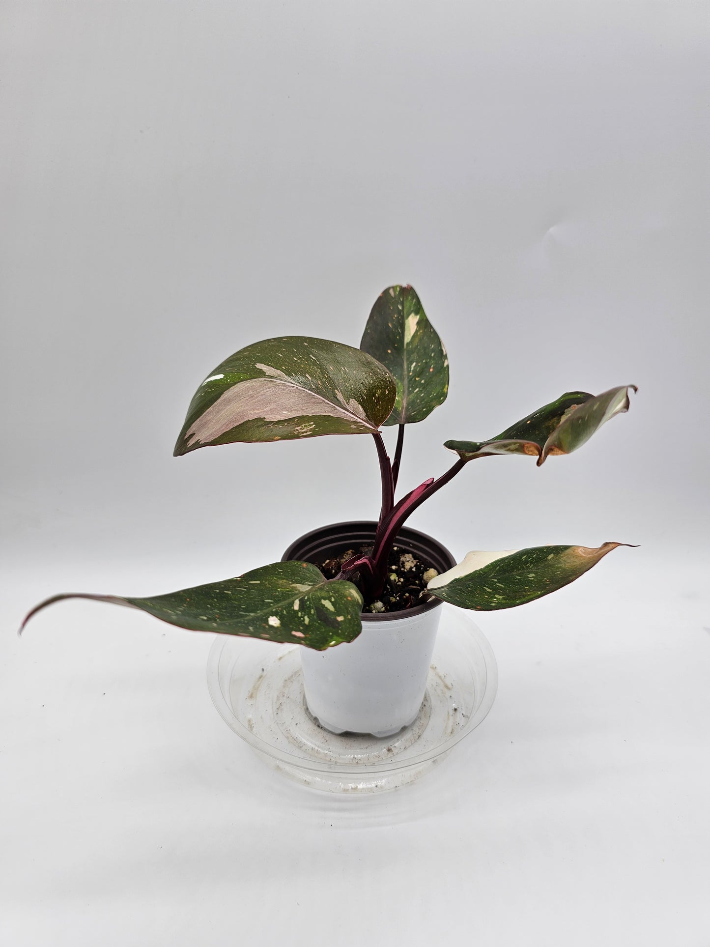 Philodendron Red Anderson