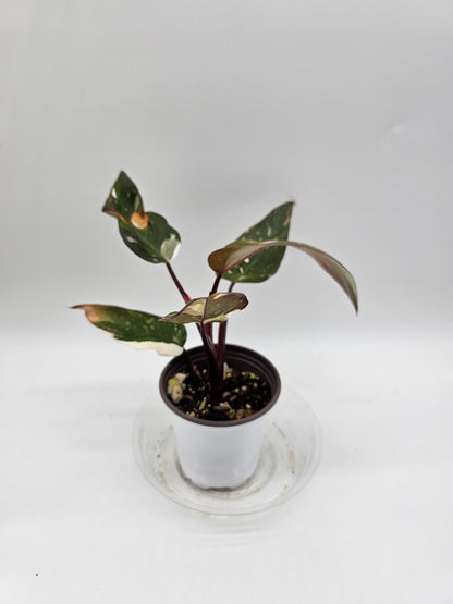 Philodendron Red Anderson