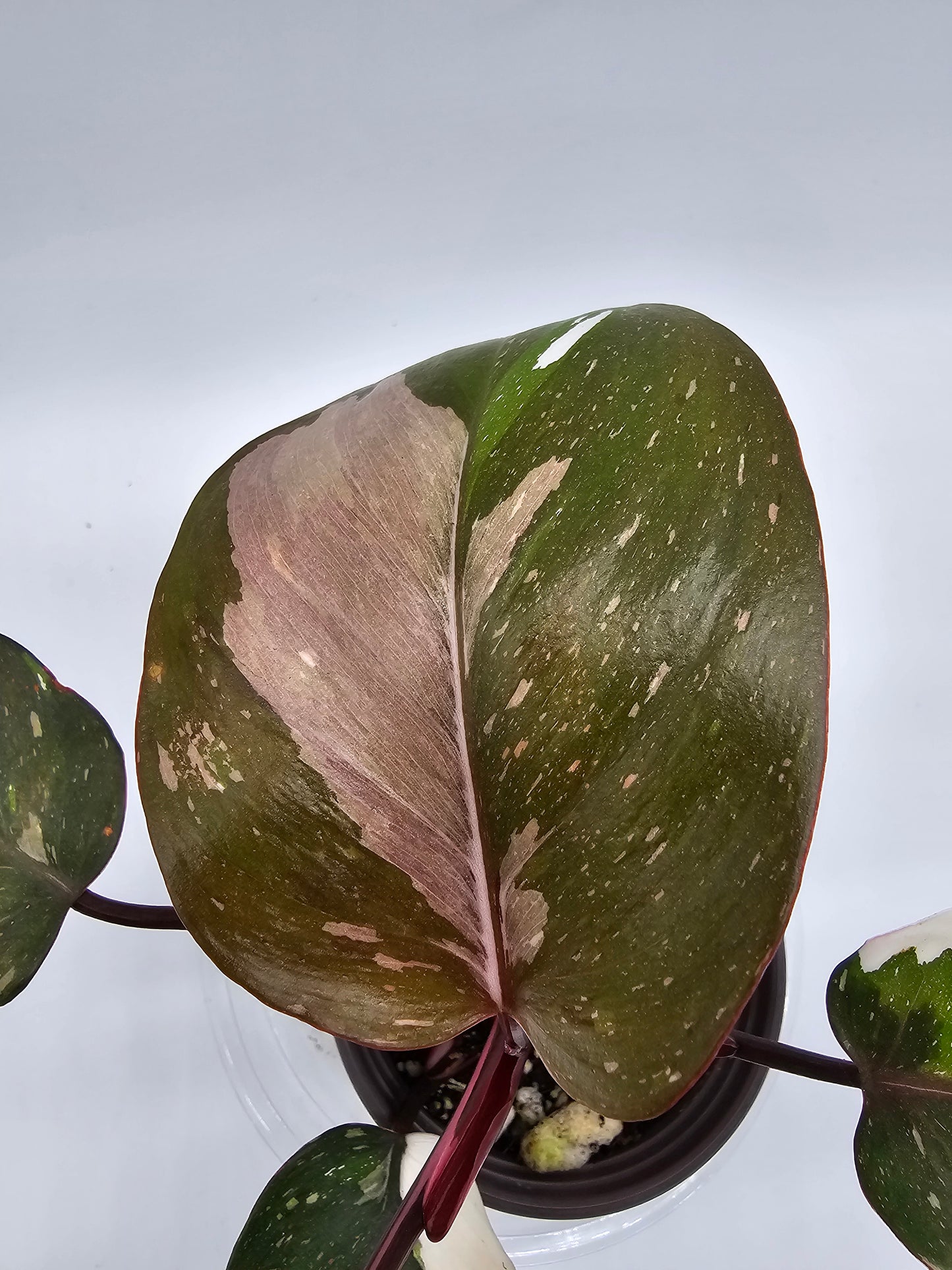 Philodendron Red Anderson