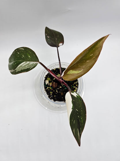 Philodendron Red Anderson