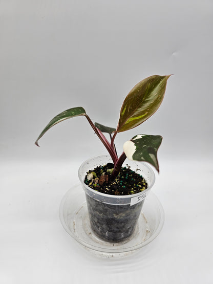 Philodendron Red Anderson