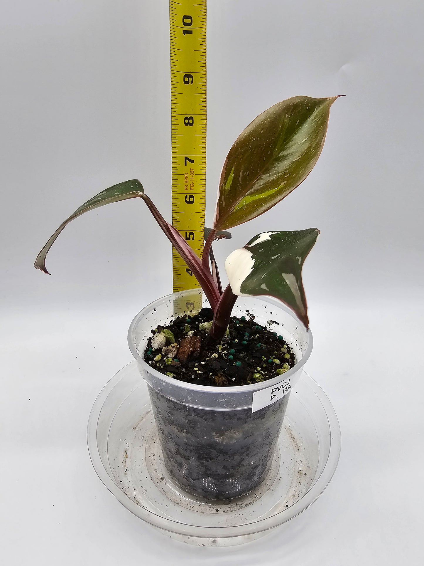 Philodendron Red Anderson