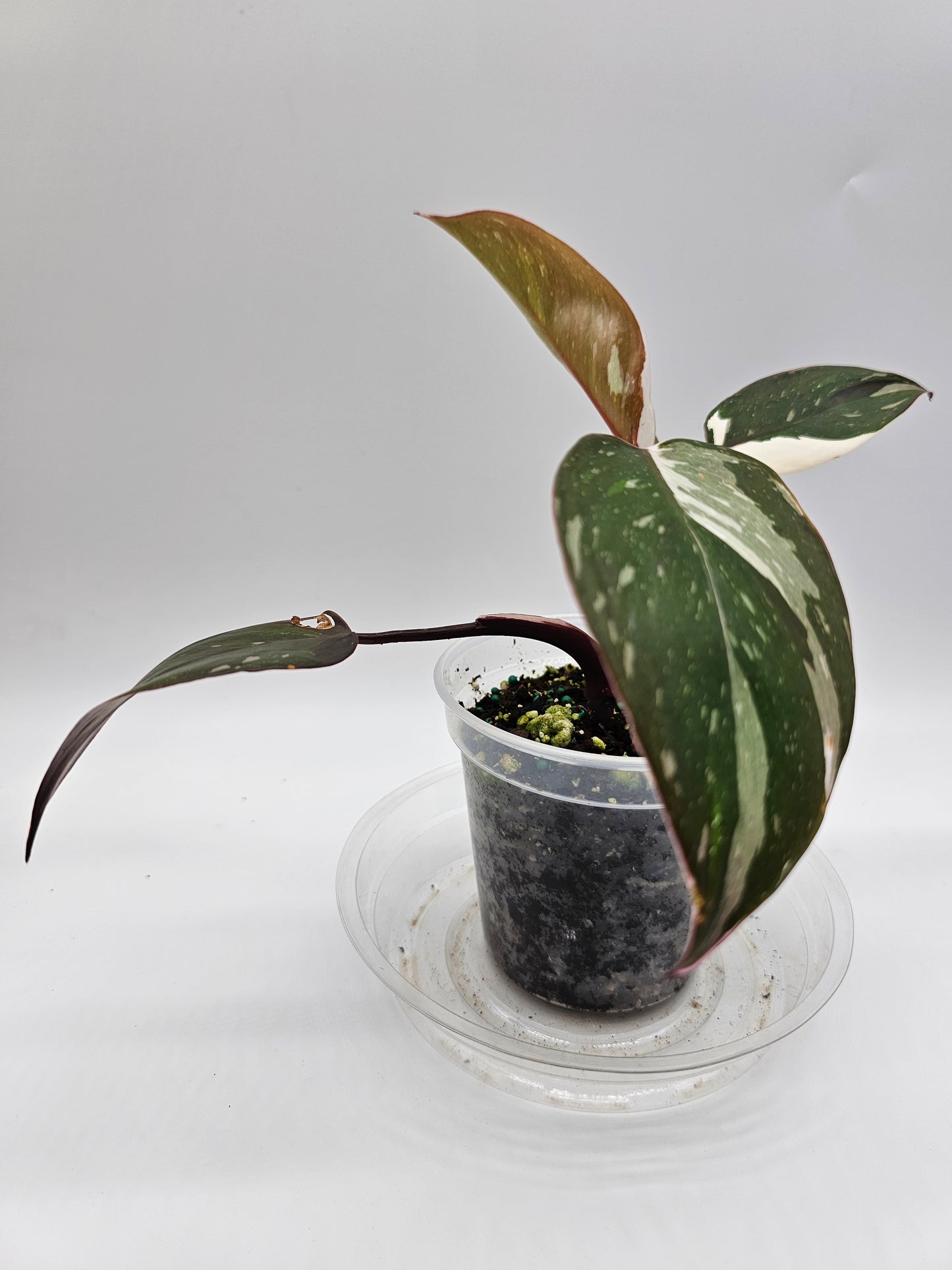 Philodendron Red Anderson