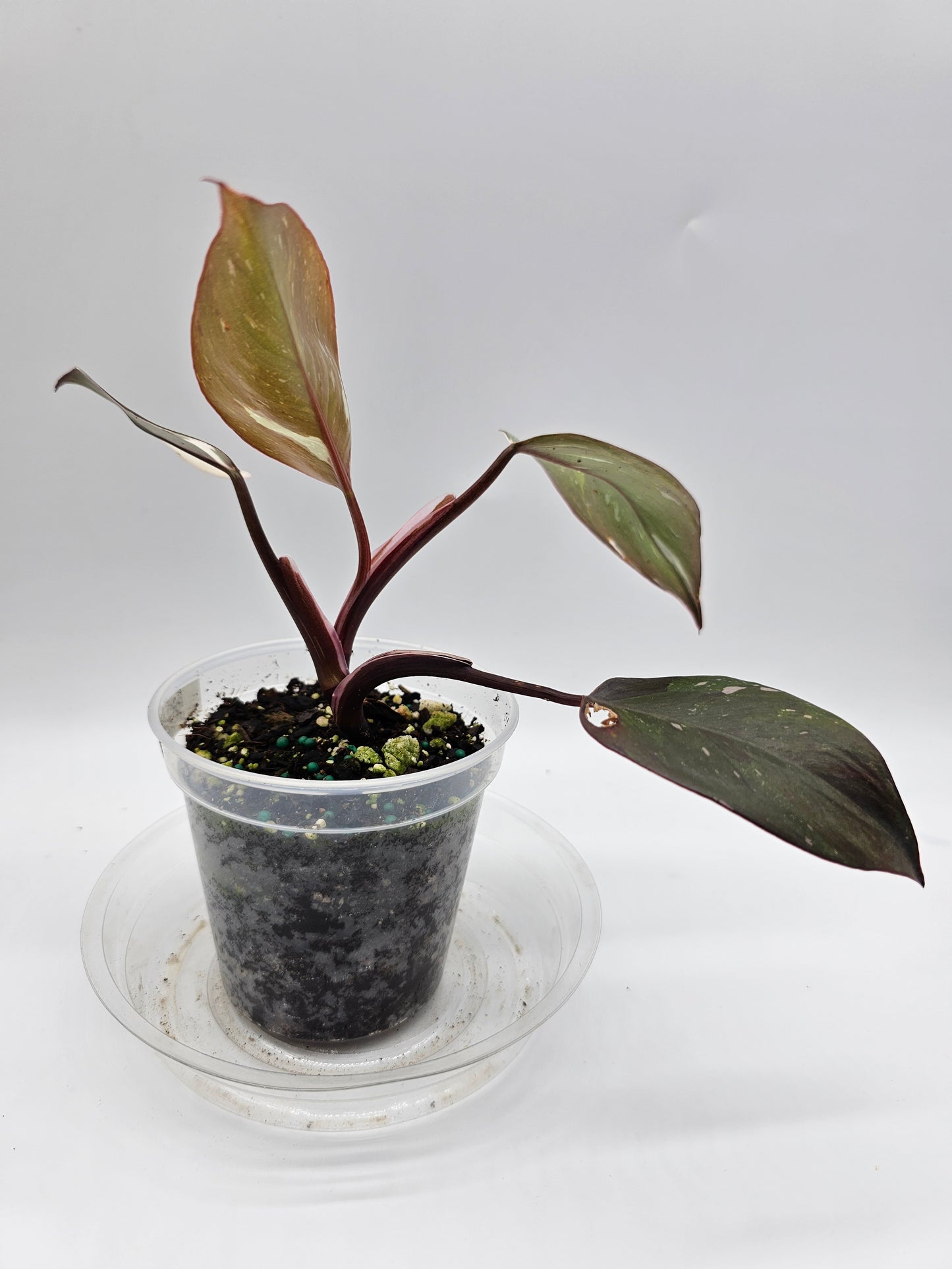 Philodendron Red Anderson