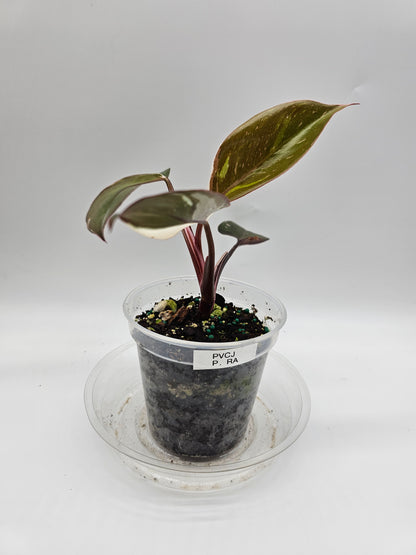 Philodendron Red Anderson