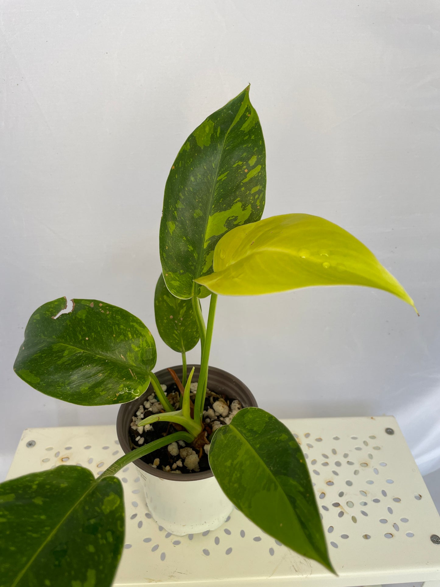 Philodendron Green Congo Hybrid / Nuclear