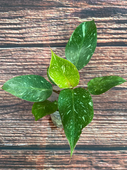 Philodendron White Knight Marble