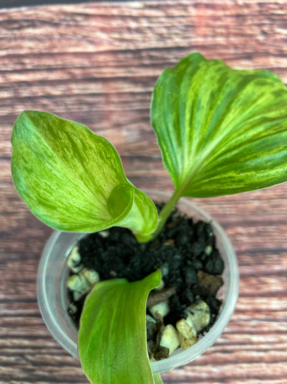 Kaempferia sp.Variegated - Rare find!