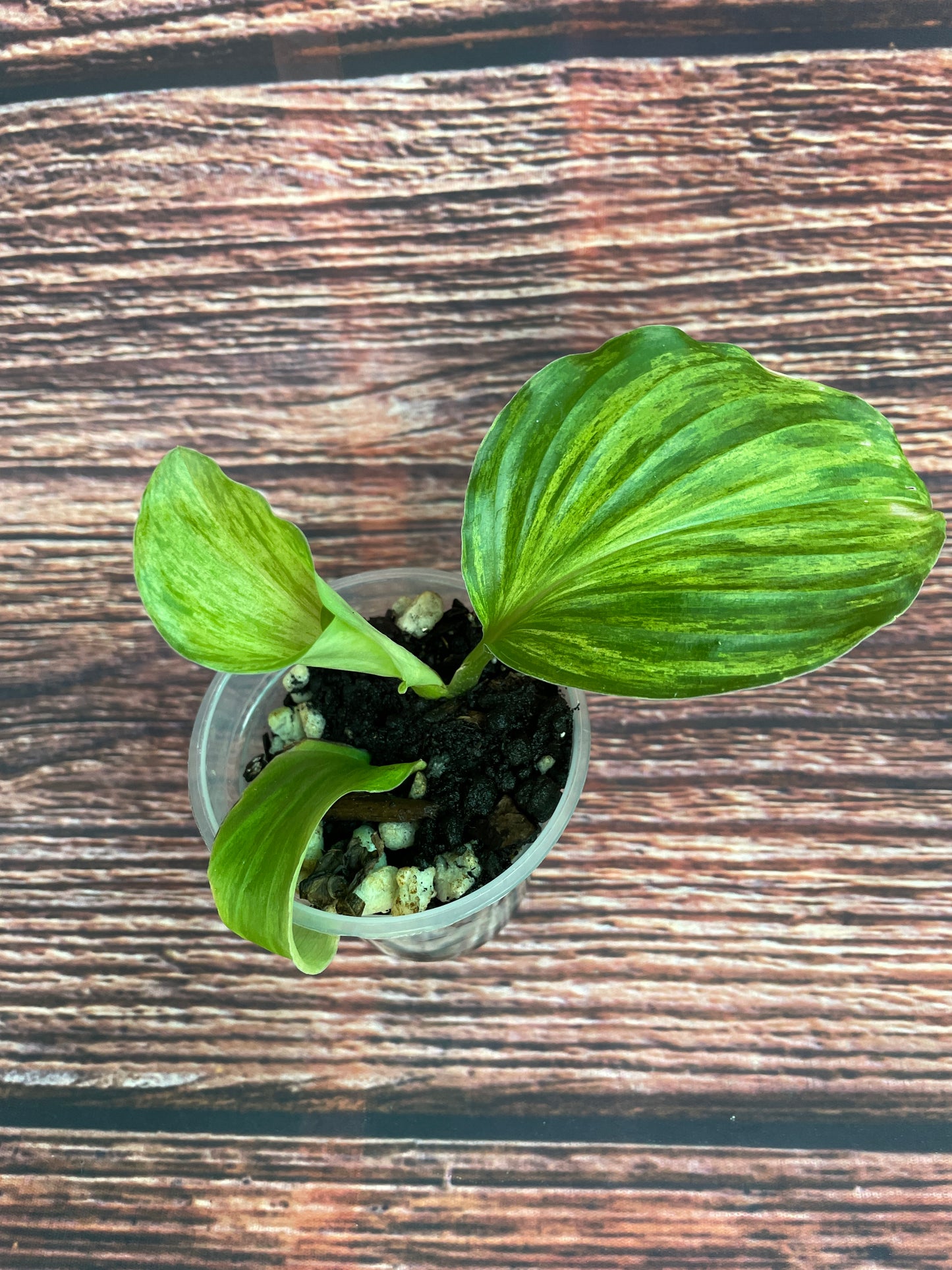 Kaempferia sp.Variegated - Rare find!