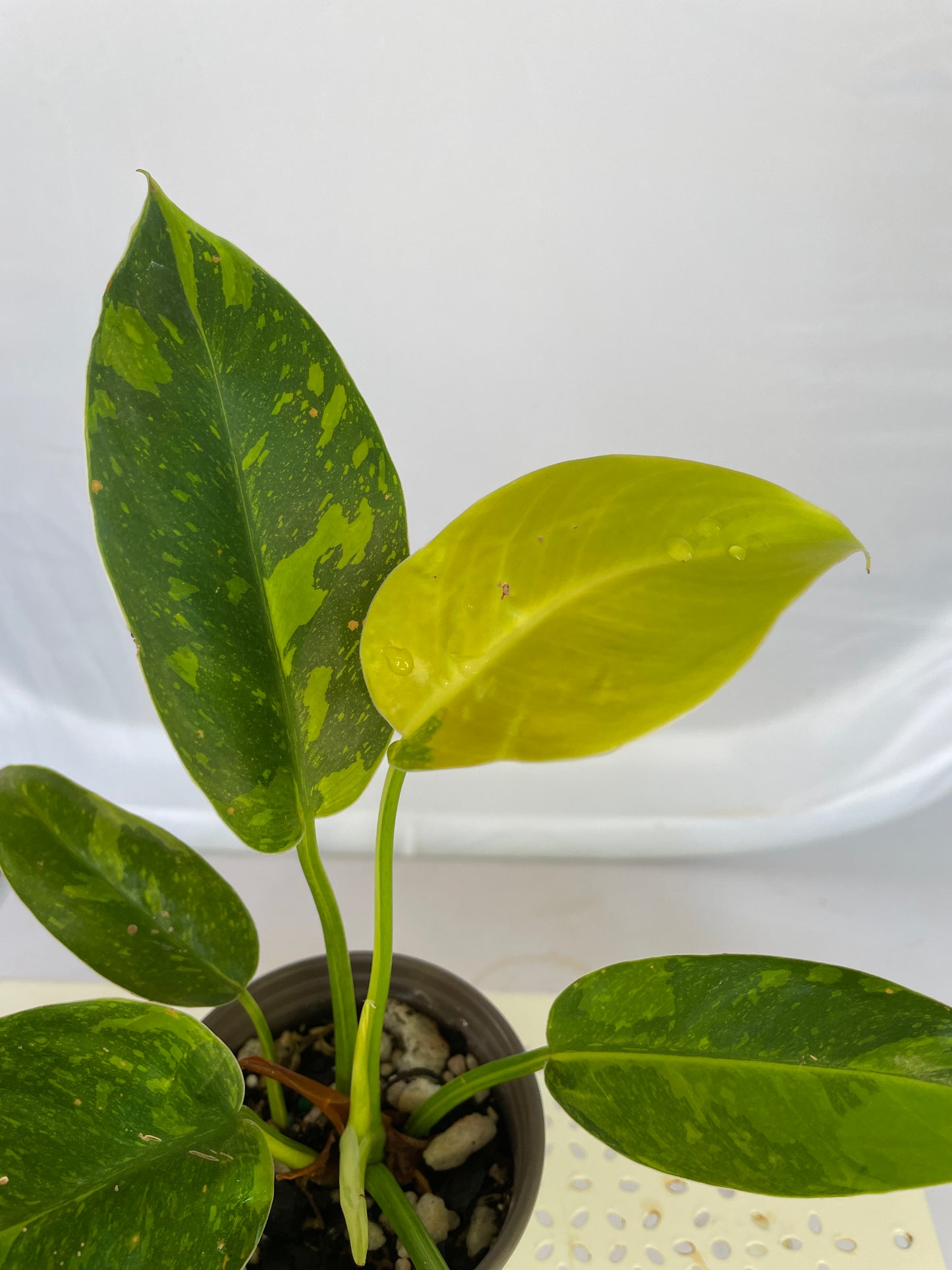 Philodendron Green Congo Hybrid / Nuclear