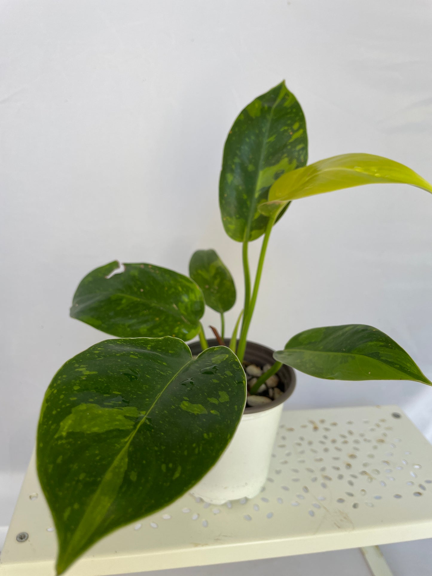 Philodendron Green Congo Hybrid / Nuclear