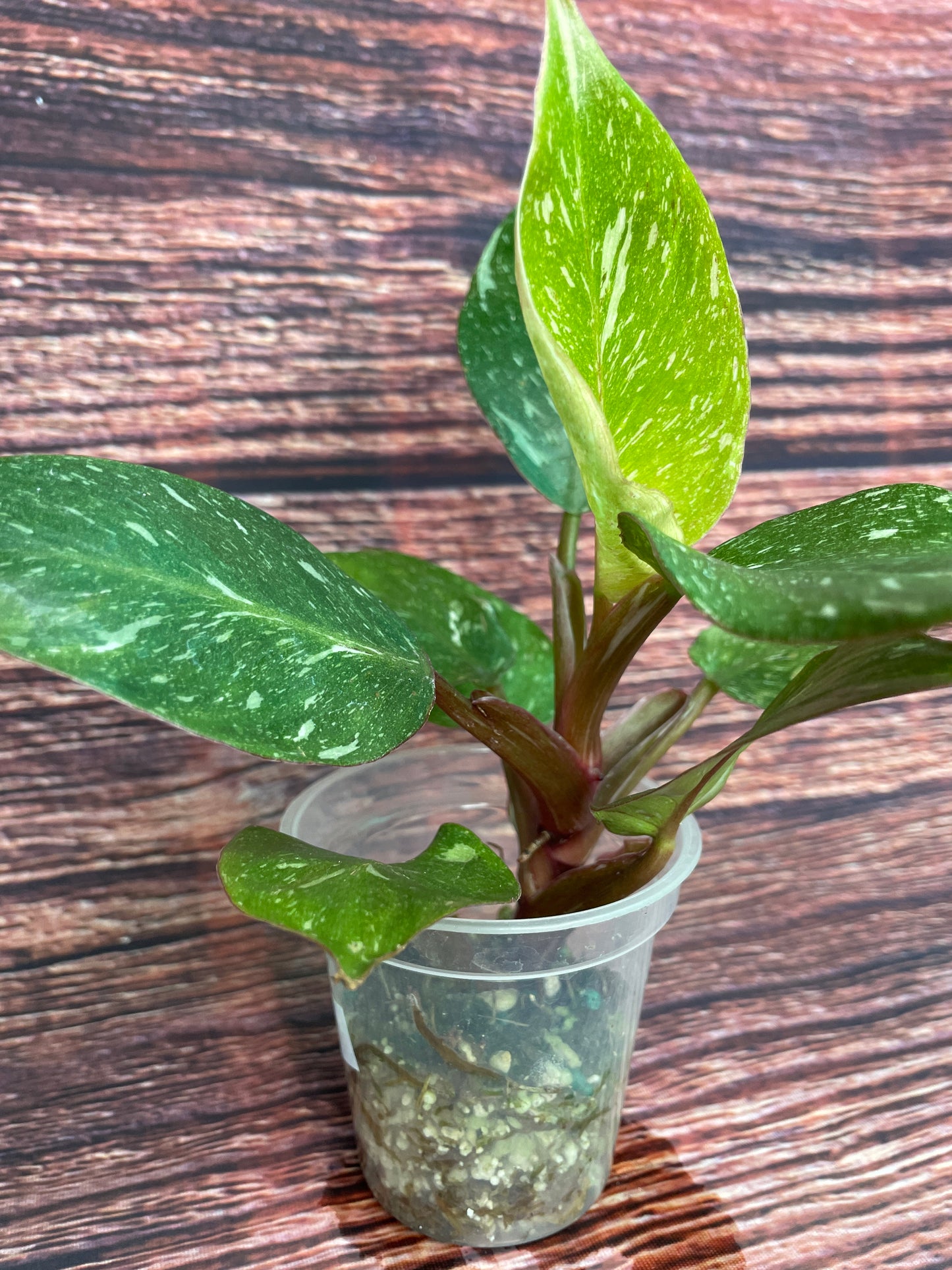 Philodendron White Knight Marble