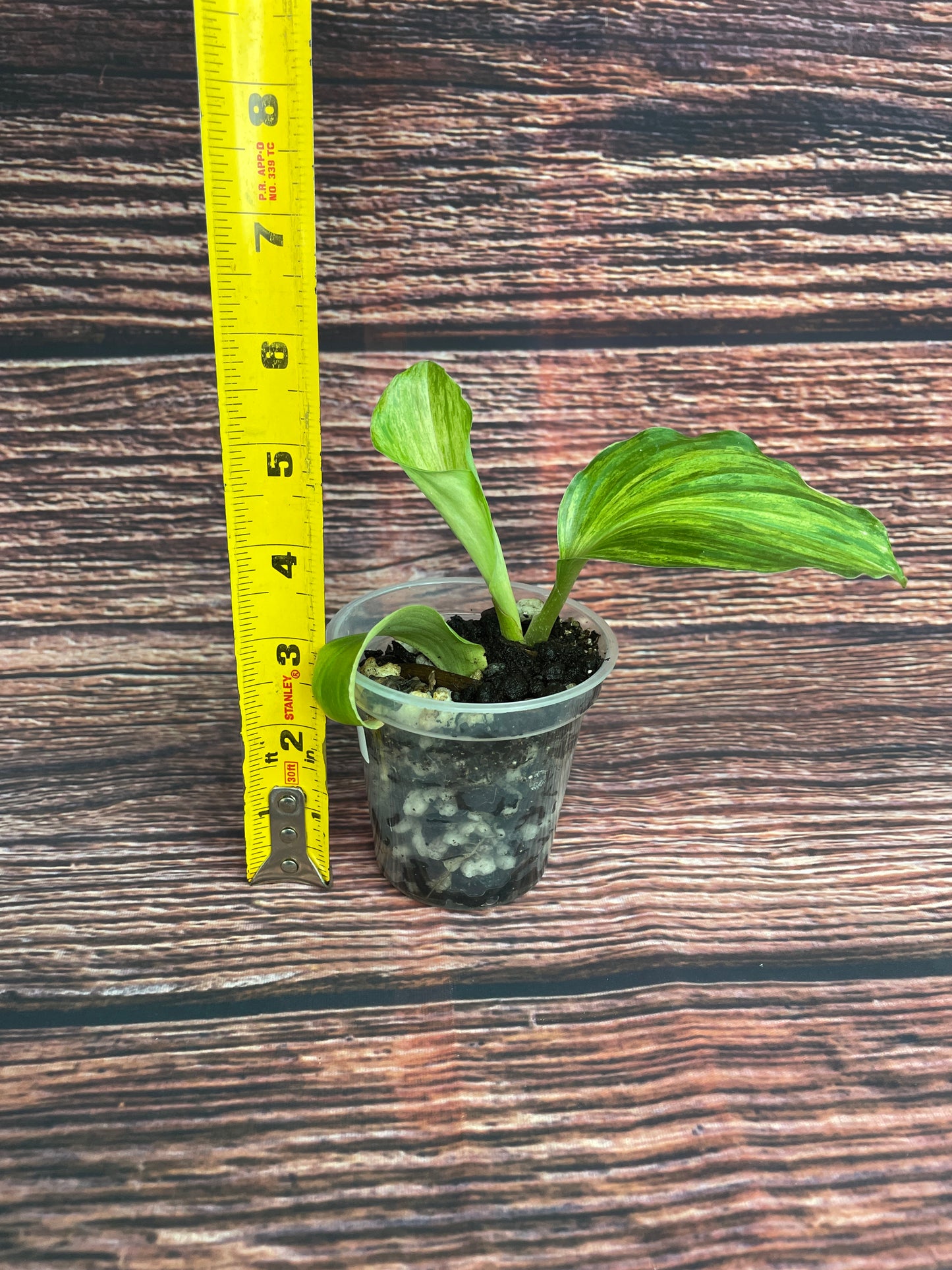 Kaempferia sp.Variegated - Rare find!