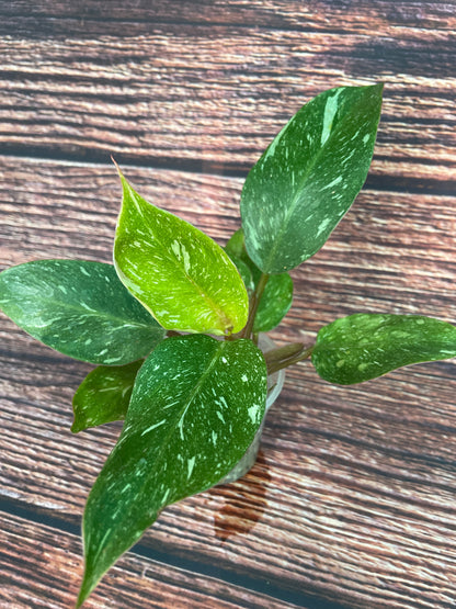 Philodendron White Knight Marble